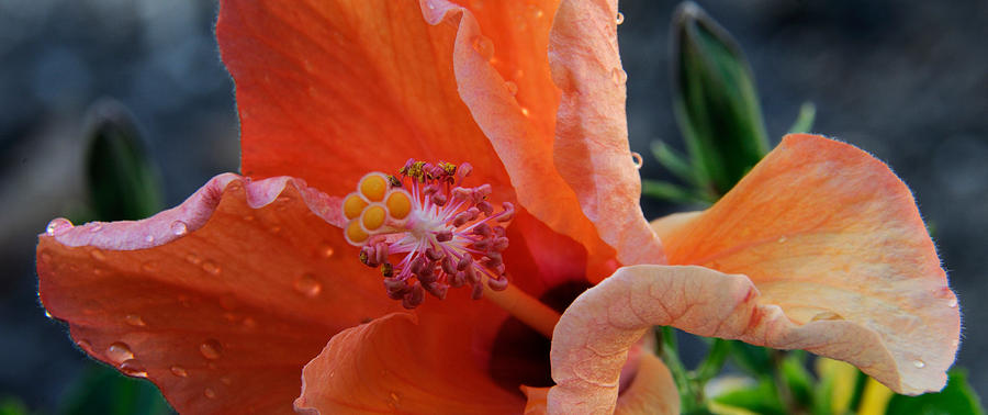 Nature Photograph - Close-up Of A Hibiscus Flower, Pinole #3 by Panoramic Images