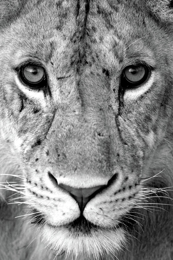 Close-up Of A Lioness Panthera Leo #3 Photograph by Panoramic Images