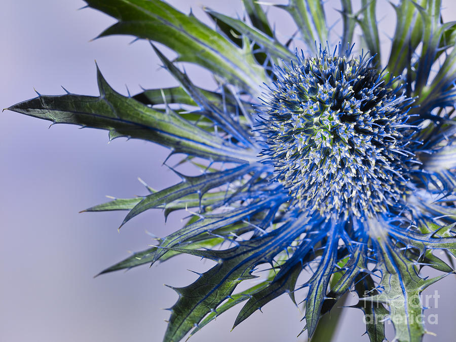 Close Up Of A Prickly Blue Thistle Blossom Flower