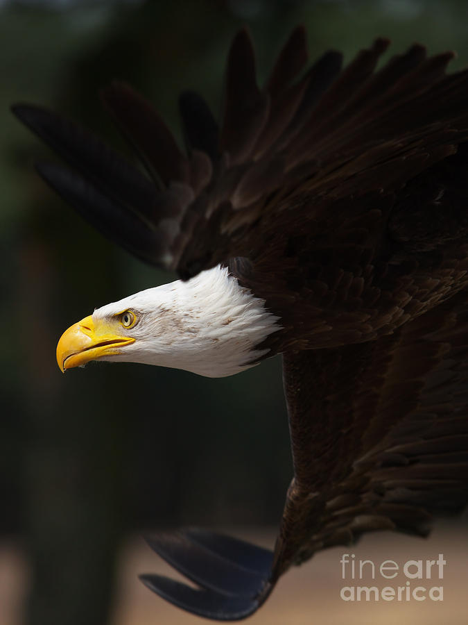 Close-up of an American Bald Eagle in flight Photograph by Nick  Biemans
