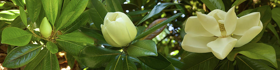 Close-up Of Magnolia Flowers In Bloom #3 Photograph by Panoramic Images