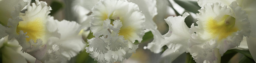 Close-up Of Orchid Flowers #3 Photograph by Panoramic Images