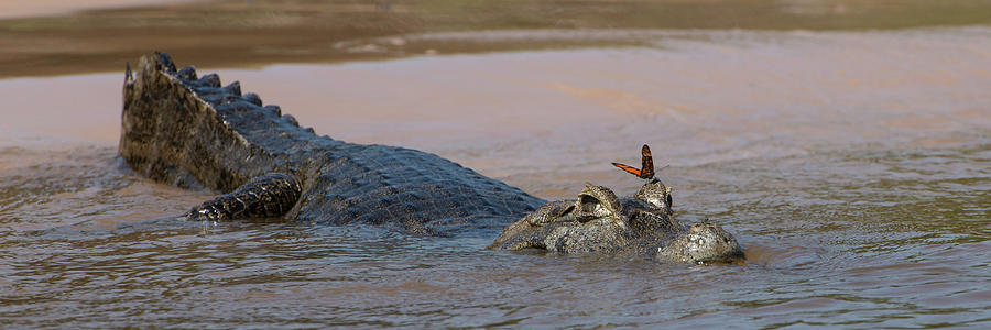 Butterfly Photograph - Close-up Of Yacare Caimans Caiman #3 by Panoramic Images