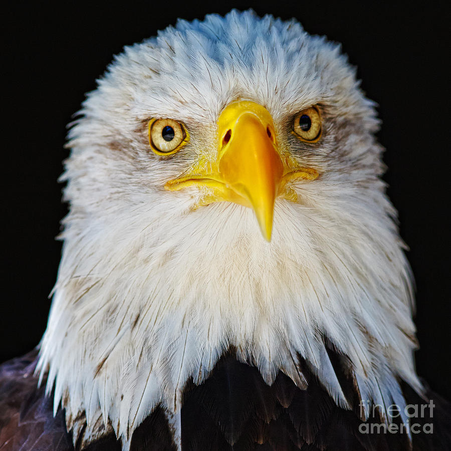 Closeup portrait of an American Bald Eagle #3 Photograph by Nick  Biemans