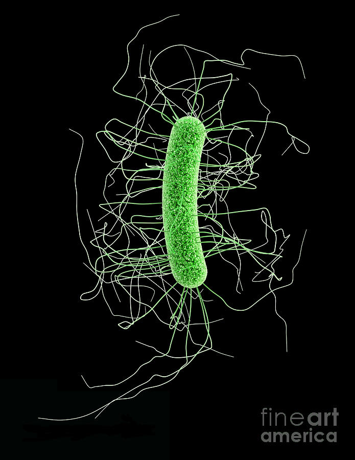 Clostridium Difficile Photograph - Clostridium Difficile, Bacteria #3 by Science Source
