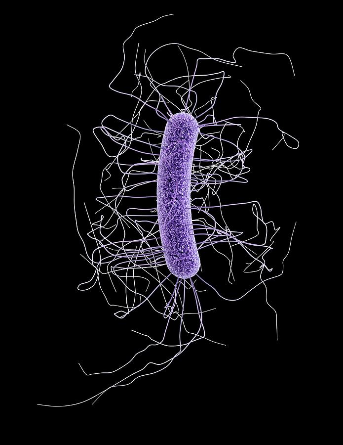 Clostridium Difficile Bacterium Photograph By Jennifer Hulseycdc 1890