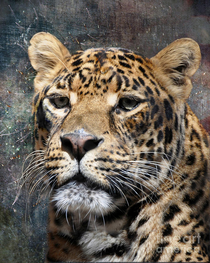 Clouded Leopard #3 Photograph by Savannah Gibbs
