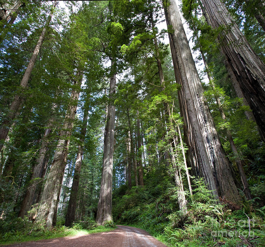 Coast Redwood Forest #3 Photograph by Gregory G. Dimijian, M.D.