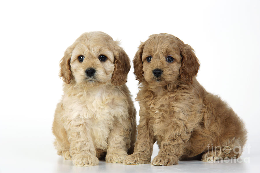 Cockapoo Puppy Dogs #3 Photograph by John Daniels
