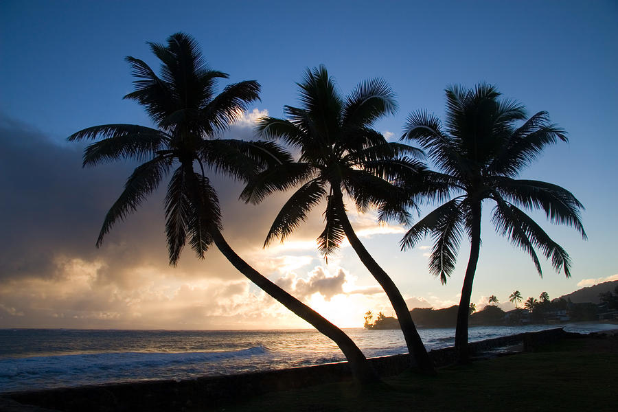 Coconut Trees At Sunrise, Oahu, Hawaii #3 Photograph by Craig K. Lorenz