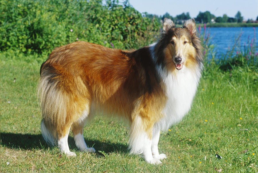 Collie #3 Photograph by Jeanne White