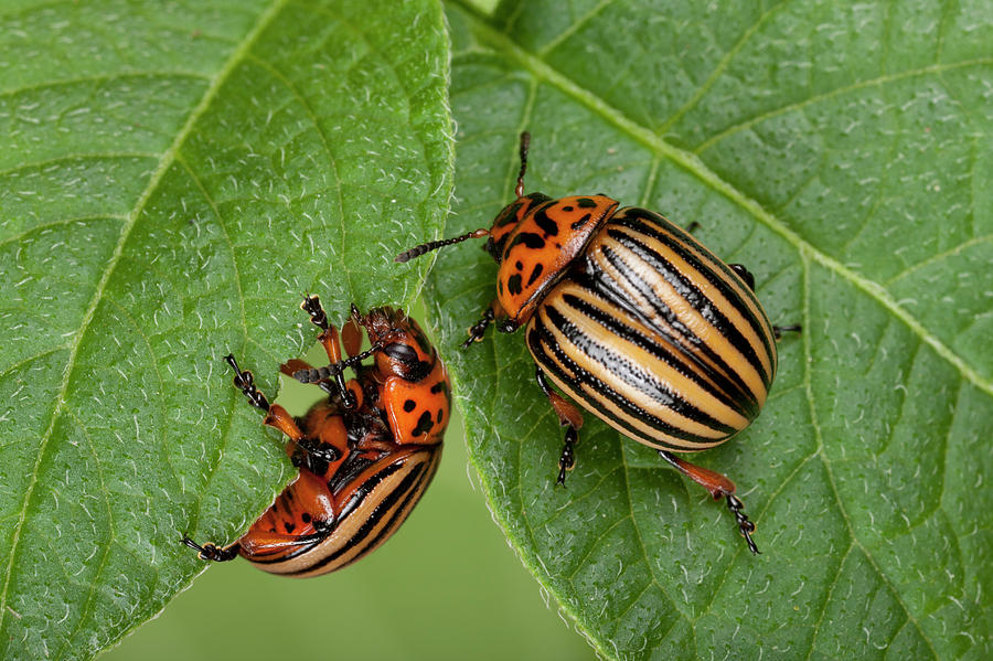 Colorado Potato Beetles #3 by Pascal Goetgheluck/science Photo Library