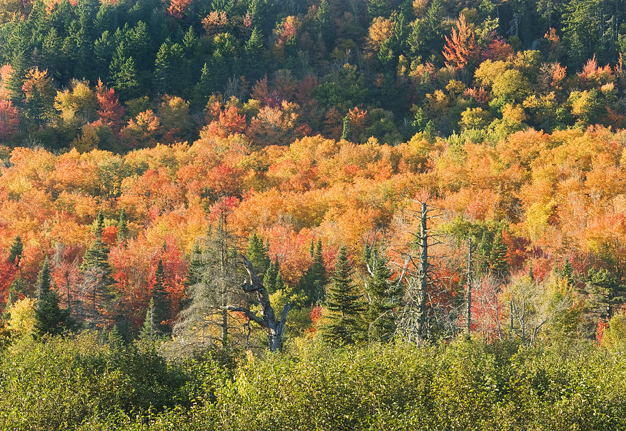 Fall Photograph - Colorful Fall Forest Near Rangeley Maine #3 by Keith Webber Jr
