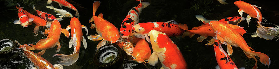 Colorful Koi Fish Swimming Underwater #3 Photograph by Panoramic Images