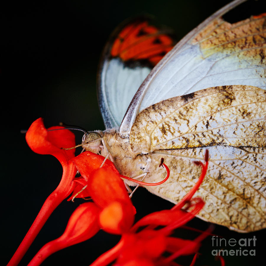 Colorful portrait of a butterfly  #4 Photograph by Nick  Biemans