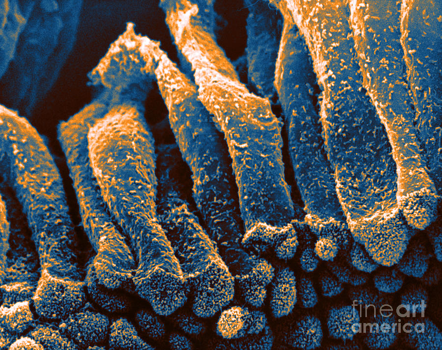 Columnar Epithelium, Sem Photograph by David M. Phillips - Fine Art America