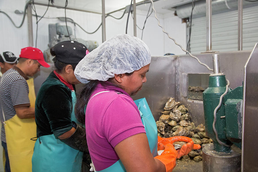 Commercial Oyster Processing #3 Photograph by Jim West