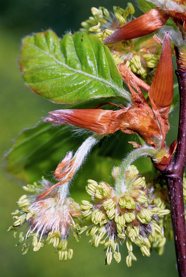 Common Beech (fagus Sylvatica) Photograph By Bruno Petriglia/science ...