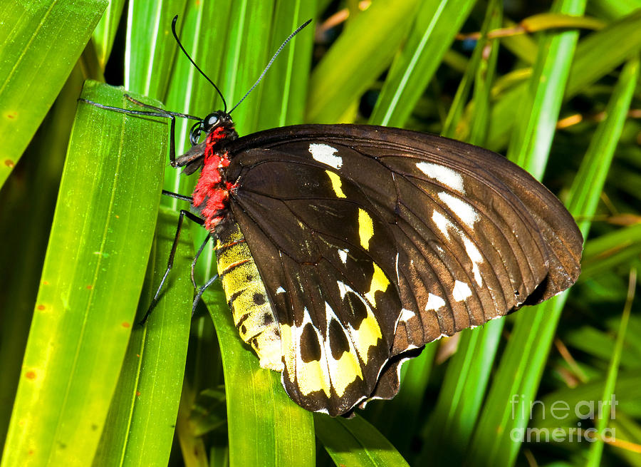 Common Birdwing Butterfly Photograph By Millard H Sharp Pixels 