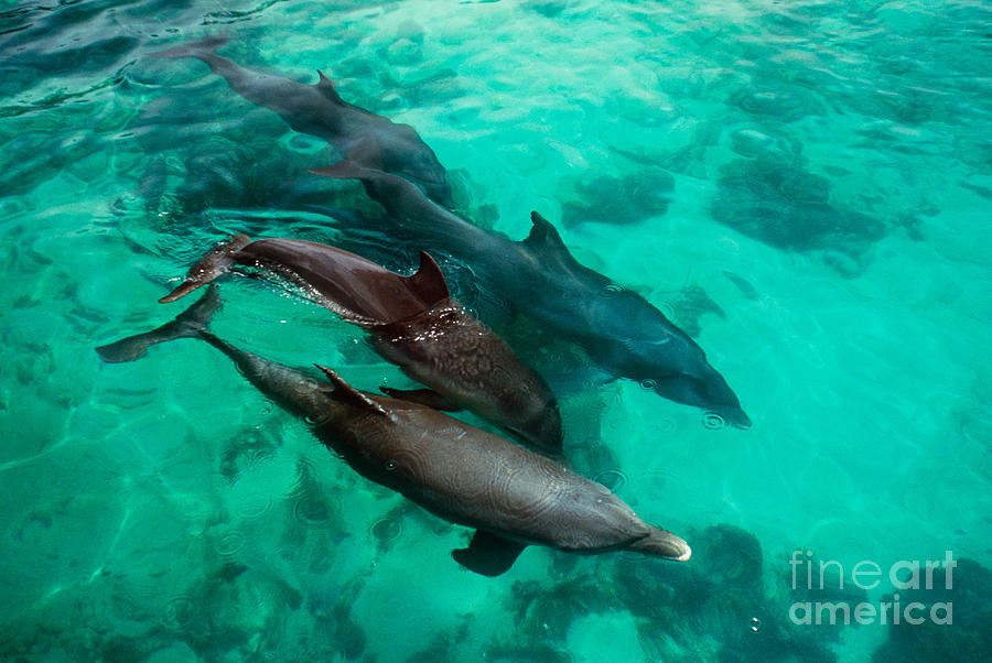 Common Dolphins #3 Photograph by Art Wolfe