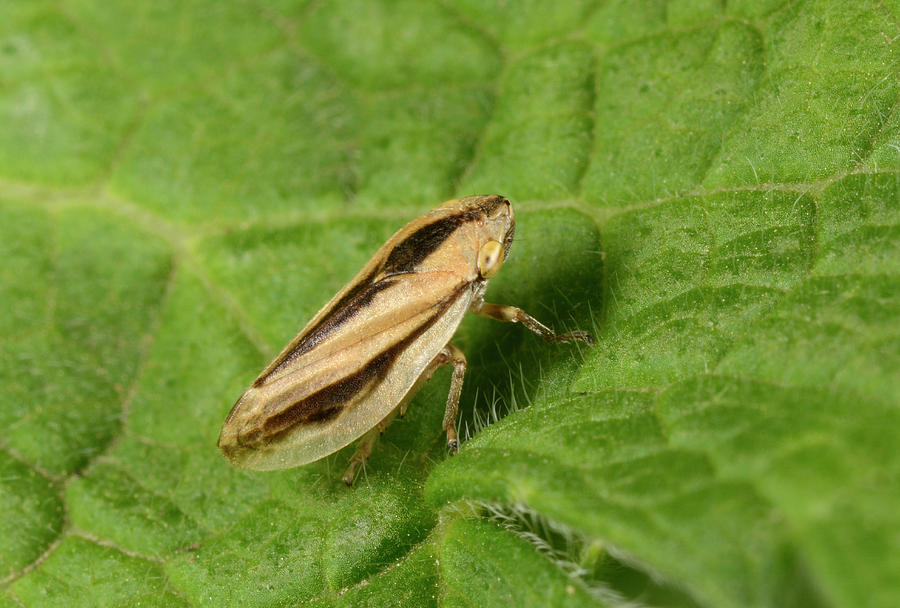 Common Froghopper #3 Photograph by Nigel Downer