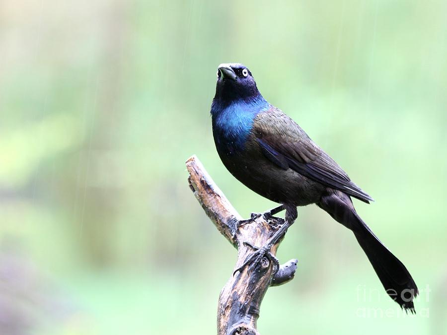 Common Grackle #3 Photograph by Jack R Brock