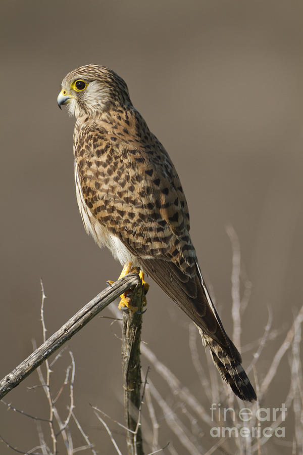 Common kestrel Falco tinnunculus #3 Photograph by Eyal Bartov