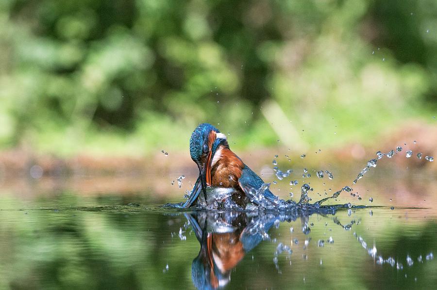 Common Kingfisher Catching A Fish #3 Photograph by Dr P. Marazzi
