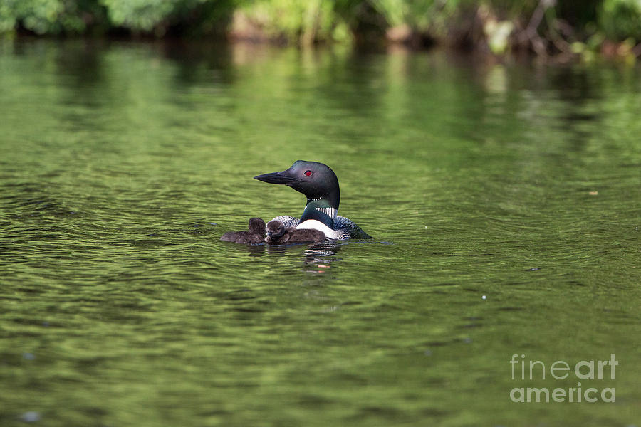 Loon Photograph - Common Loon Gavia Immer With Young #3 by Linda Freshwaters Arndt