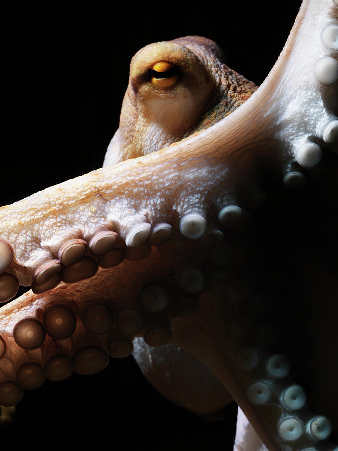 Common Octopus, Octopus Vulgaris #3 Photograph by Henrik Sorensen