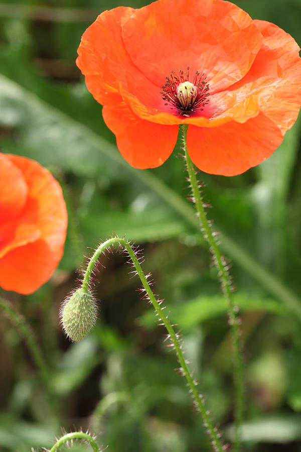 Poppy Photograph - Common Poppy #3 by Paul Lilley