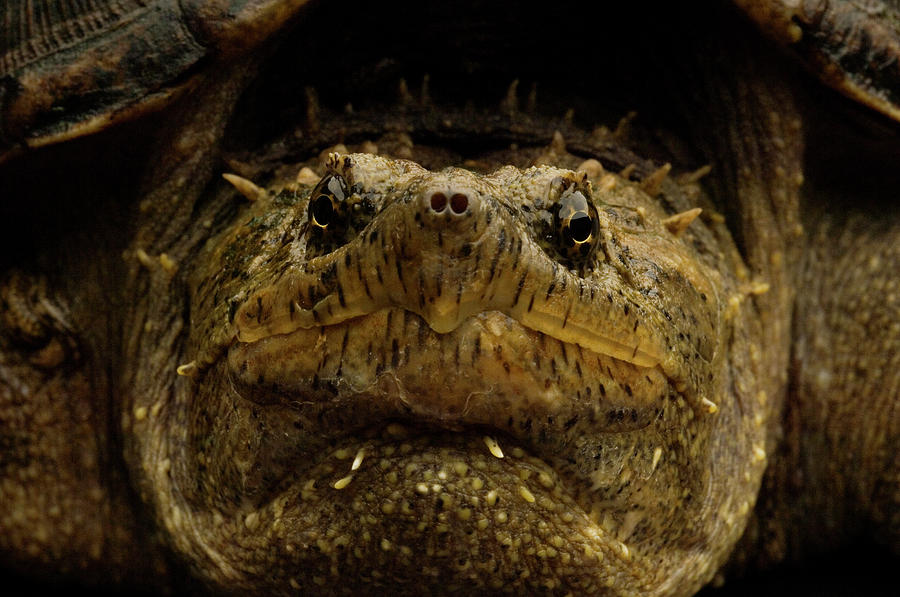 Common Snapping Turtle Photograph by Aaron Ansarov - Fine Art America