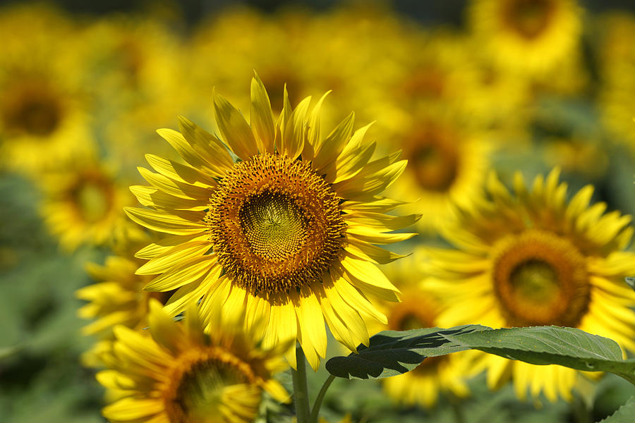Common Sunflower Flowers Japan Photograph by Hiroya Minakuchi Fine