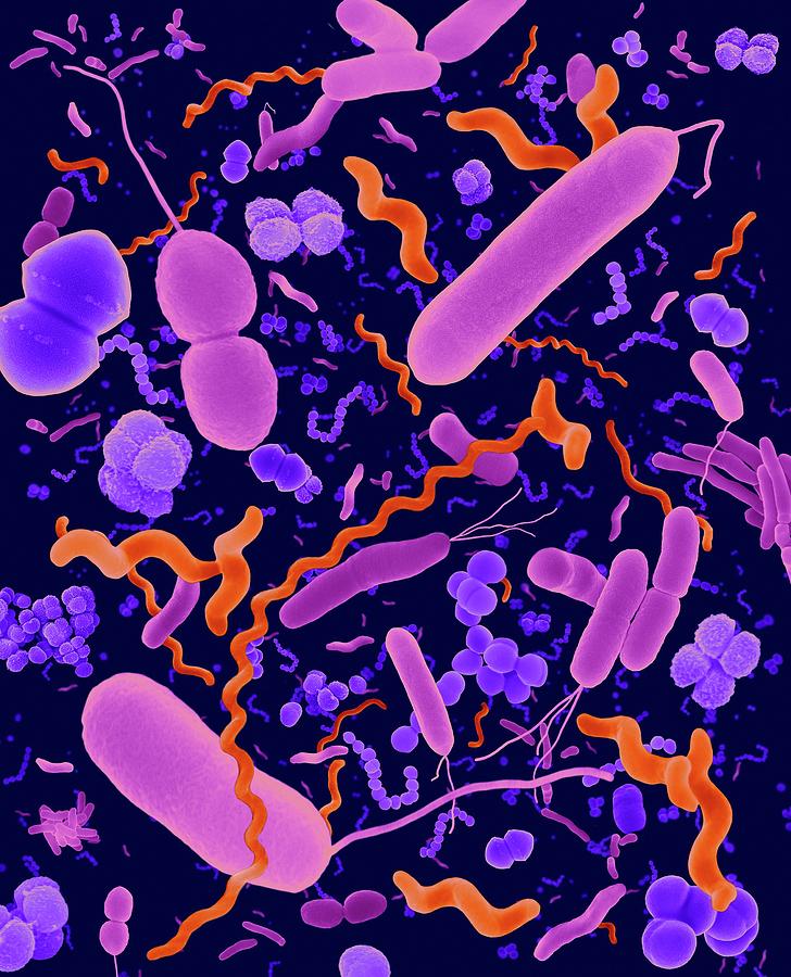 Common Types Of Bacteria Photograph By Dennis Kunkel Microscopyscience Photo Library 