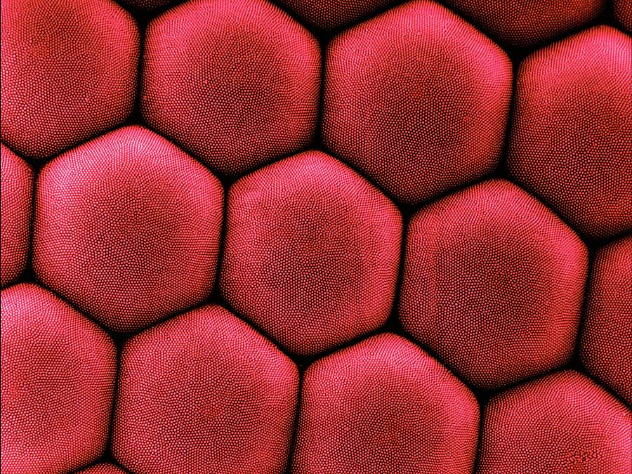 Insects Photograph - Compound Eye Of A Moth #3 by Dennis Kunkel Microscopy/science Photo Library