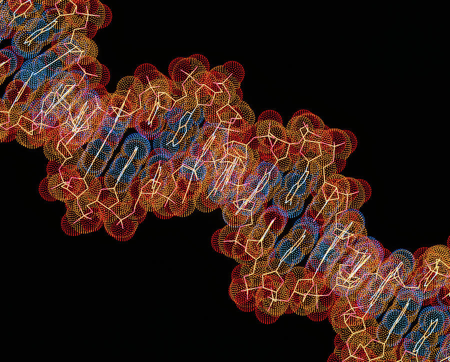 Dna Molecule Photograph - Computer Artwork Of A Segment Of Beta Dna #3 by Alfred Pasieka/science Photo Library