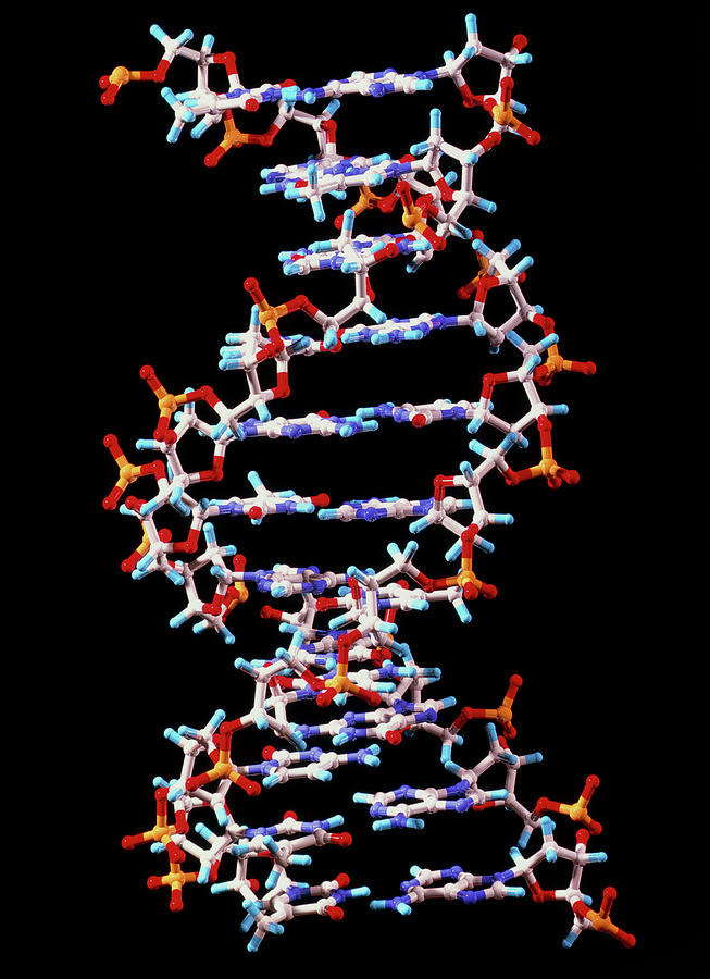 Computer Graphic Of A Segment Of Beta Dna Photograph by Alfred Pasieka ...