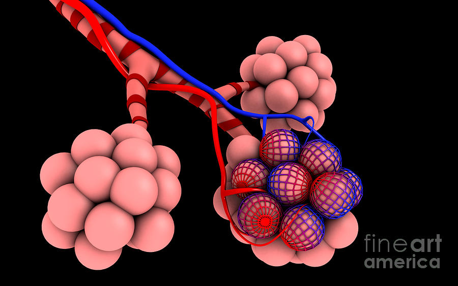 Conceptual Image Of Alveoli #3 Digital Art by Stocktrek Images