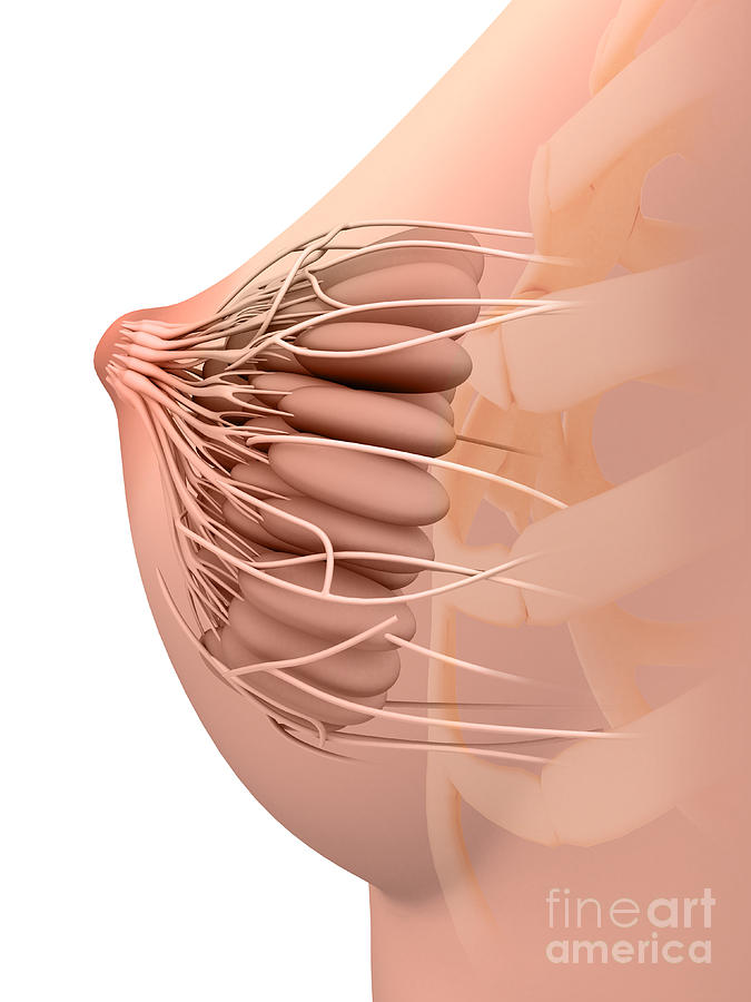 Conceptual Image Of Female Breast #3 Digital Art by Stocktrek Images