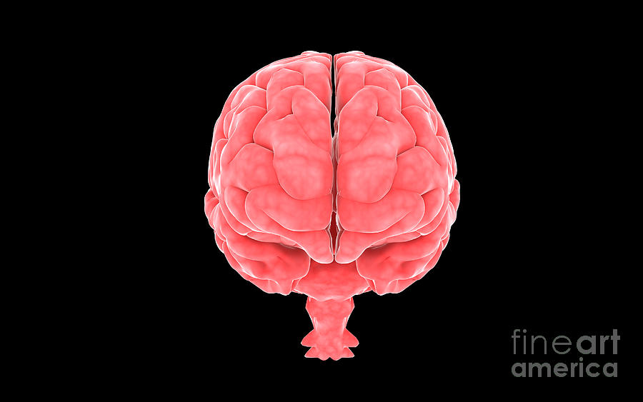 Horizontal Digital Art - Conceptual Image Of Human Brain #3 by Stocktrek Images
