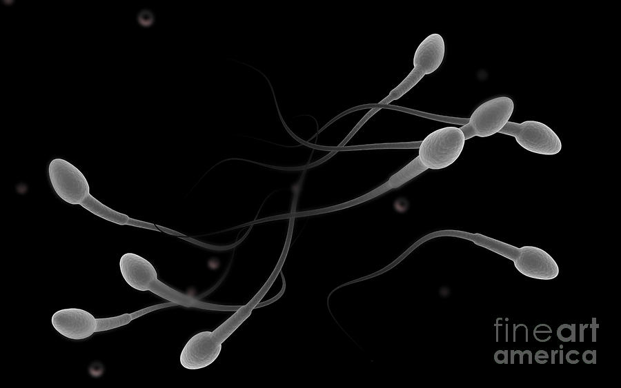Horizontal Digital Art - Conceptual Image Of Male Sperm #3 by Stocktrek Images