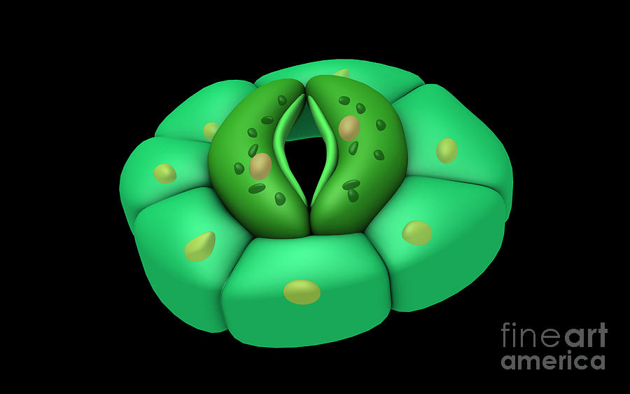 Conceptual Image Of Stomata #3 Digital Art by Stocktrek Images - Fine ...