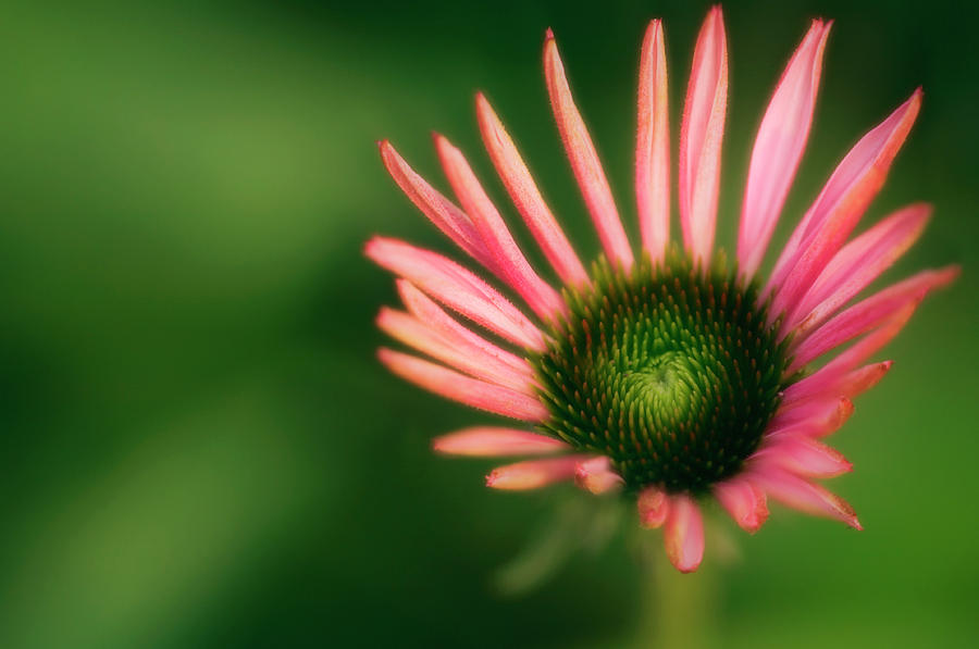 Echinacea Purpurea Photograph - Coneflower (echinacea Purpurea) by Maria Mosolova/science Photo Library Echinacea Purpurea Photograph - Coneflower (echinacea Purpurea) by Maria Mosolova/science Photo Library