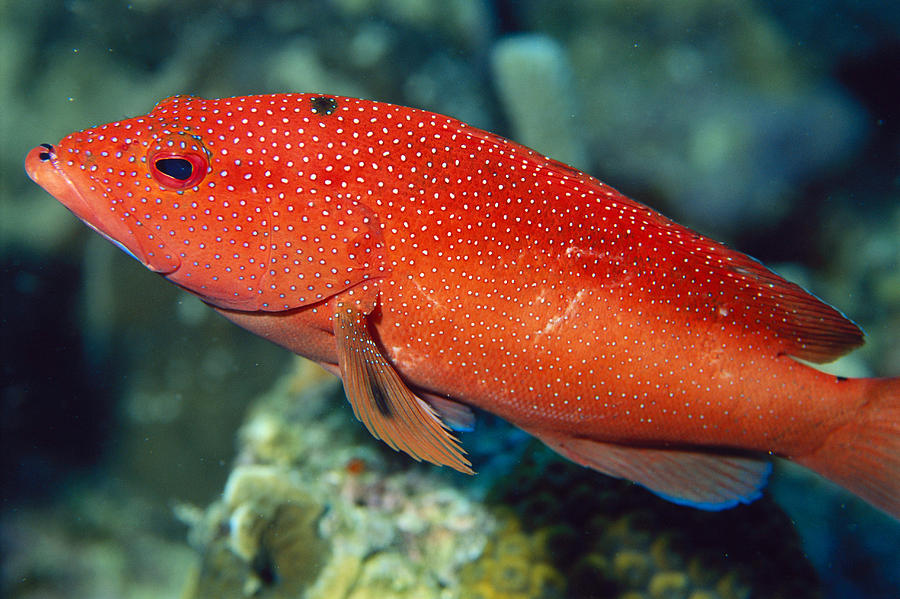 Coney Cephalopholis Fulva Photograph by Charles Angelo