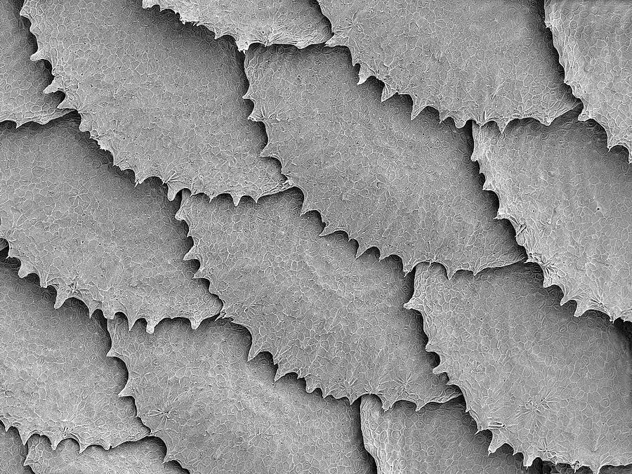 Convict Cichlid Fish Scales #3 Photograph by Dennis Kunkel