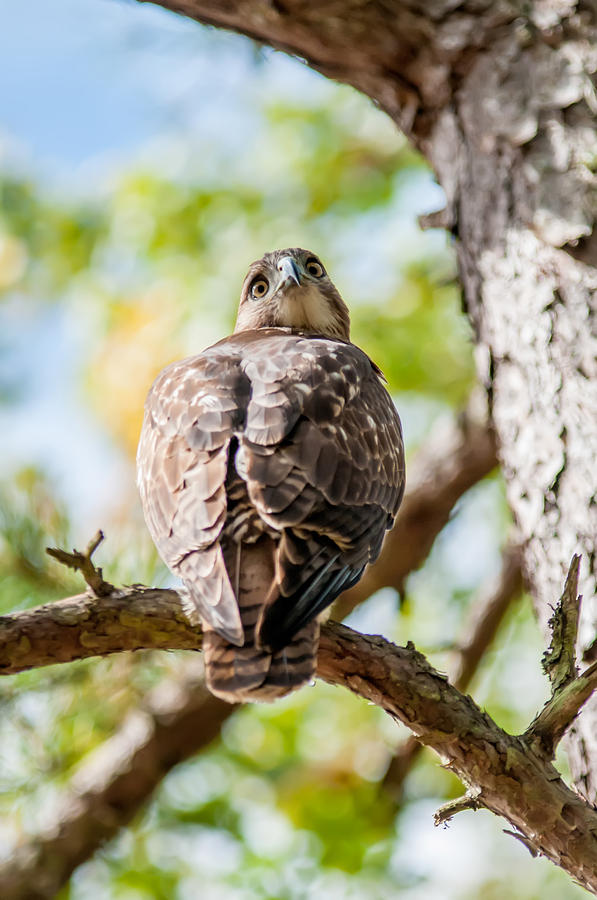 Coopers Hawk Perched On Tree Watching For Small Prey #3 Photograph by Alex Grichenko