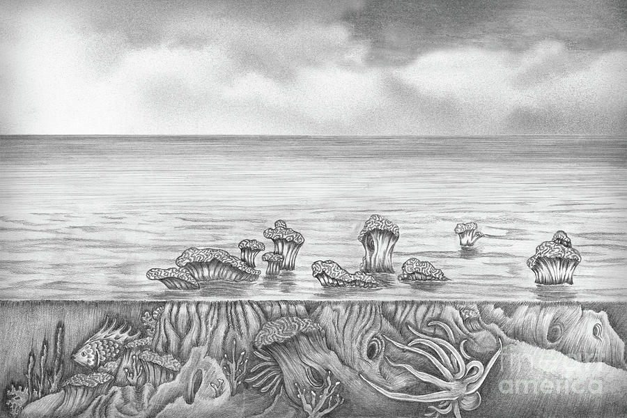 Coral Reef Drawing Digital Art by Todd L Thomas