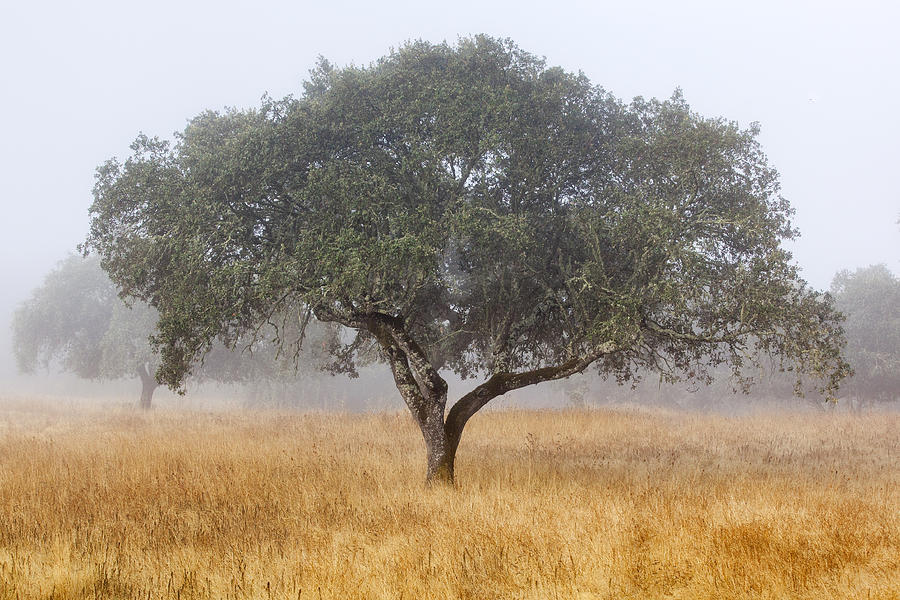 Cork Tree in Alentejo Photograph by Andre Goncalves