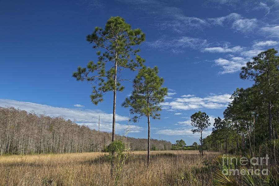Corkscrew Swamp Photograph by Jim West