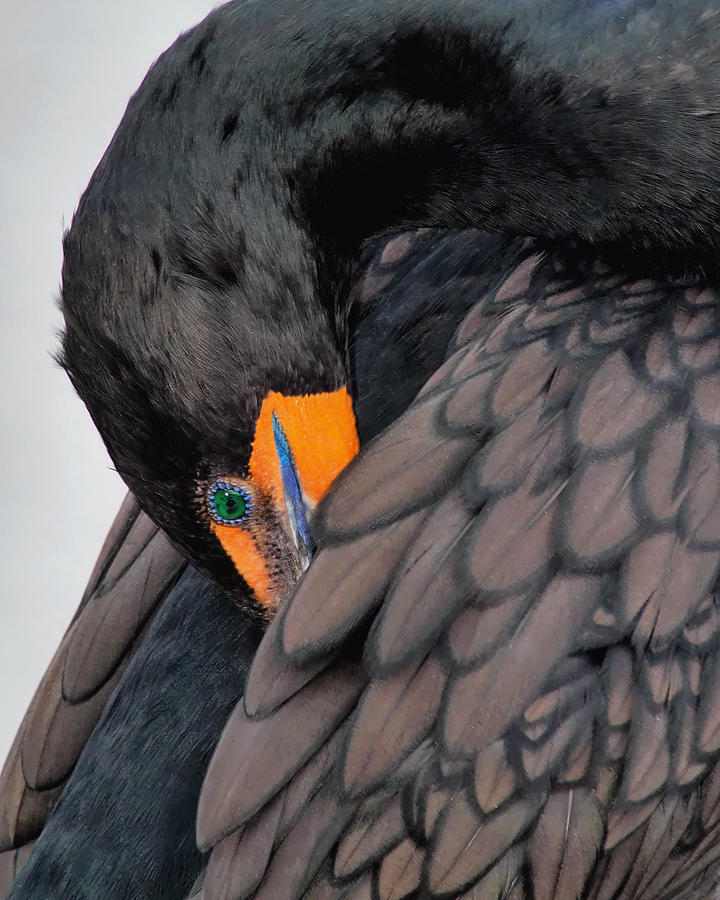 Cormorant Wing  #3 Photograph by Jack Nevitt